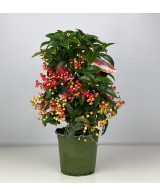 Ardisia Planta de Interior - Bayas Rojas y Hojas Brillantes | Endanea Garden

