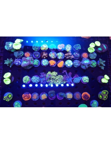 FRAG SPS/LPS SURTIDO