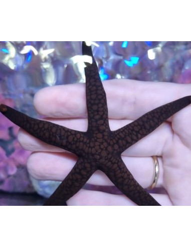 NARDOA STAR FISH AFRICA