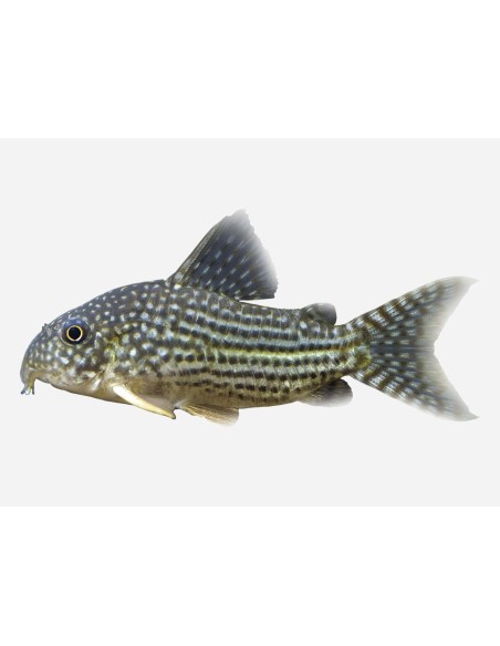 CORIDORA STERBAI 3-3.5CM