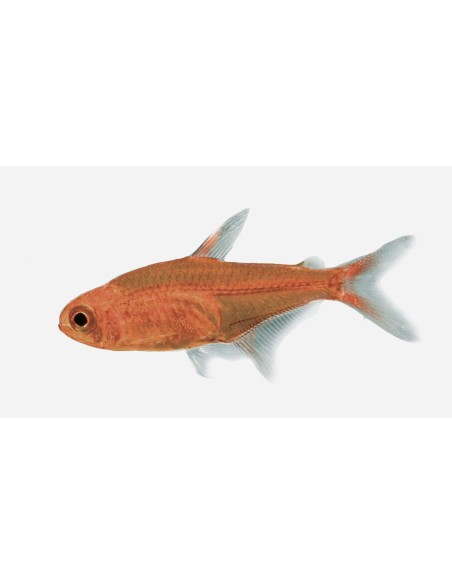 HYPHESOBRYCON AMANDAE  2.5-3CM