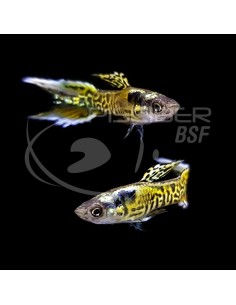 GUPPY MACHO ENDLER TIGRE 2