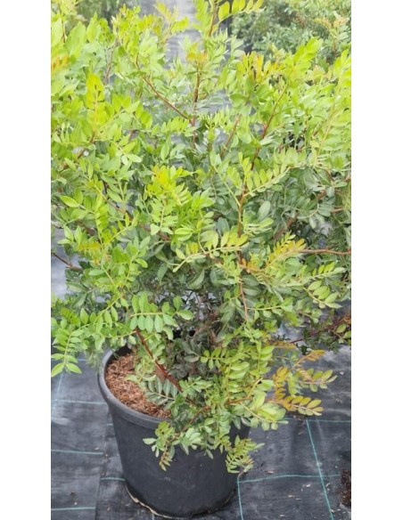 Pistacia Lentiscus C25  Arbusto Mediterráneo Resistente y Versátil | Endanea Garden

