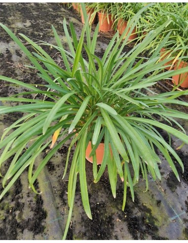 Agapanthus Peter Pan Azul C20  Planta Compacta, Resistente y Decorativa | Endanea

