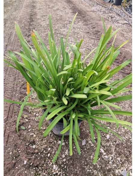 Agapanthus Silver Baby C20  Agapanto Compacto con Flores Blancas y Bordes Azulados | Endanea Garden

