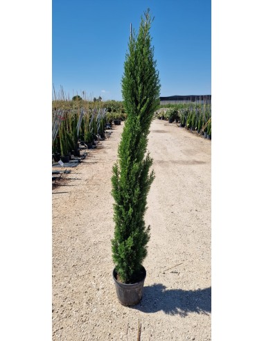 Cupressus Totem C22 (1.001.50 m)  Conífera Elegante y Resistente para Jardín | Endanea Garden

