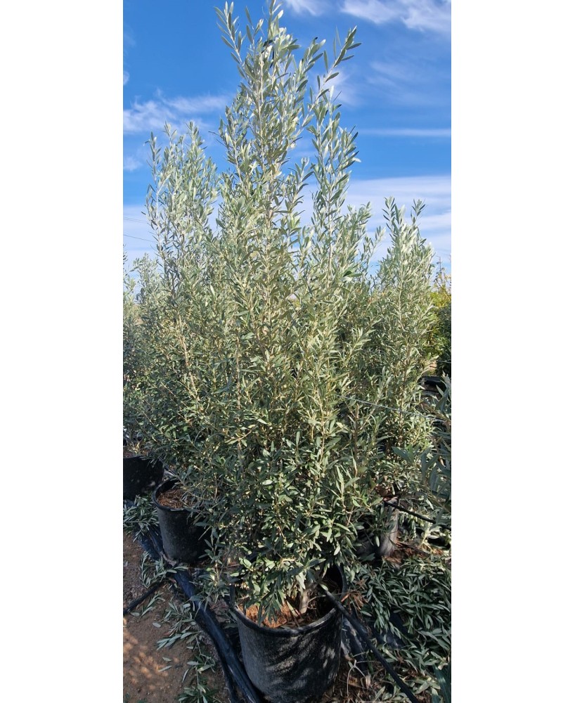 Olea Europaea Cipressino Arbusto C45  Olivo Ornamental para Jardín y Terraza

