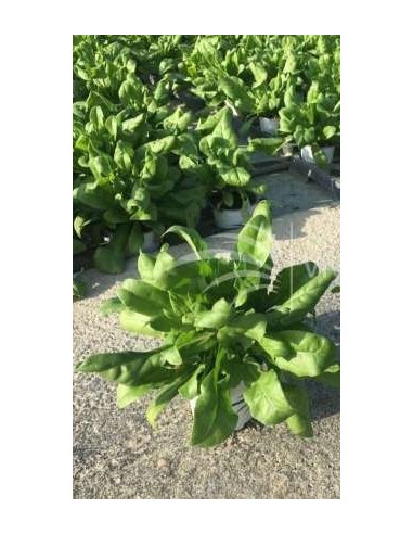 CALENDULA OFFICINALIS CON. 0.54L