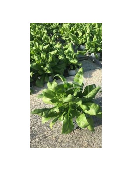 CALENDULA OFFICINALIS CON. 0.54L