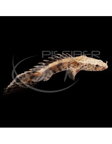 PEZ SIERRA, POLYPTERUS ENDLICHERI 7-8CM