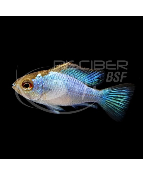 RAMIRETZI AZUL ELECTRICO 3.5-4CM