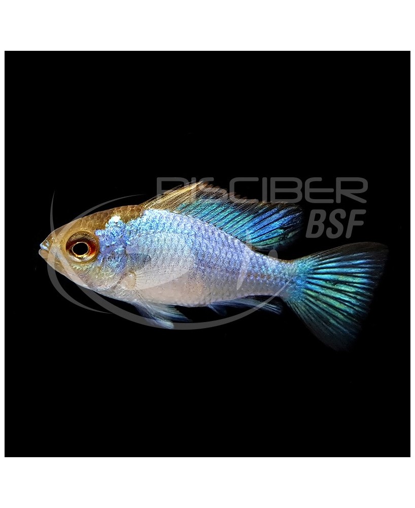 RAMIRETZI AZUL ELECTRICO 3.5-4CM