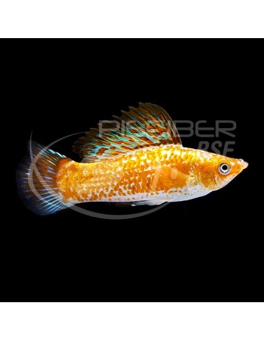 VELLIFERA SURTIDA 5-6CM