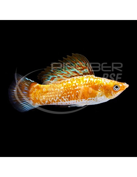 VELLIFERA SURTIDA 5-6CM