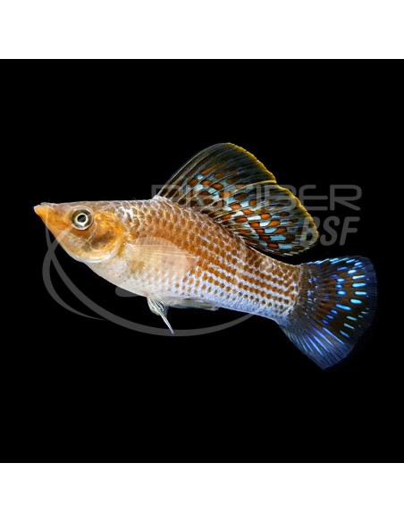 VELLIFERA SURTIDA 5-6CM