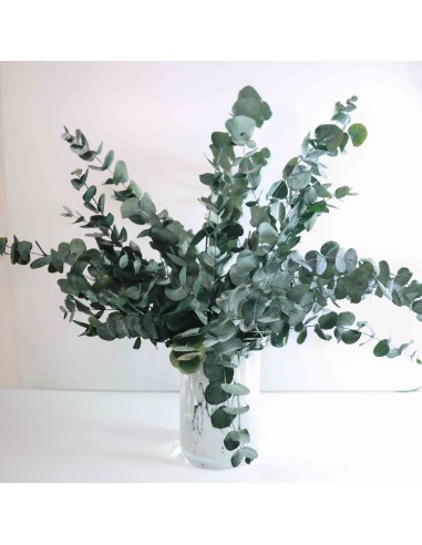 RAMO EUCALIPTO ETERNO