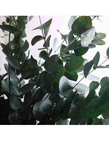 RAMO EUCALIPTO ETERNO