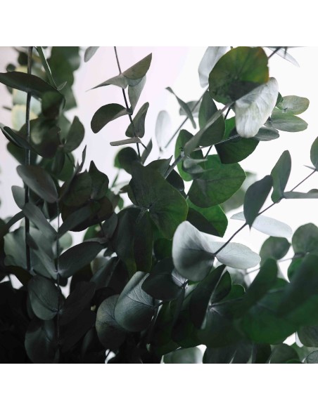 RAMO EUCALIPTO ETERNO