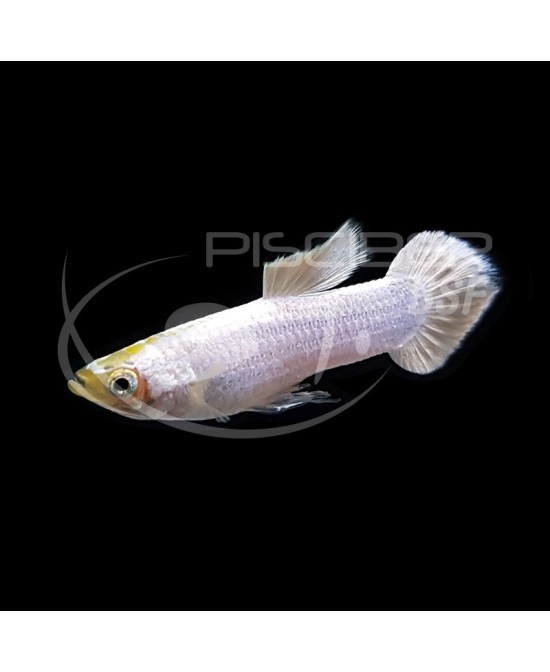 **GUPPY MACHO SNOW WHITE 3-3.5 CM BSF