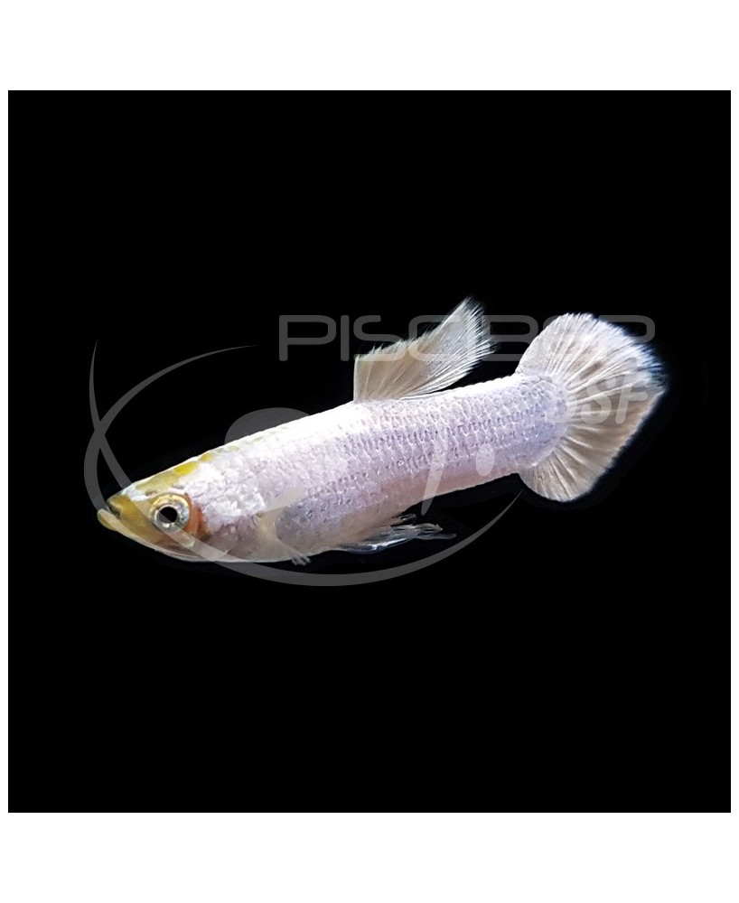 **GUPPY MACHO SNOW WHITE 3-3.5 CM BSF