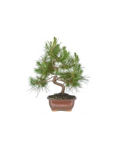 Bonsái Pinus Halepensis 8 Años | Pino de Alepo | Bajo Mantenimiento | Endanea Garden

