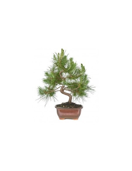 Bonsái Pinus Halepensis 8 Años | Pino de Alepo | Bajo Mantenimiento | Endanea Garden


