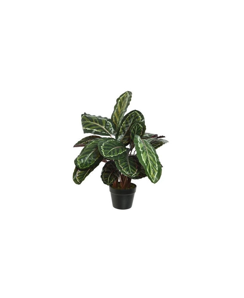 CLATHEA ROSEOPICTA VERDE EN TIESTO 61X61X69CM