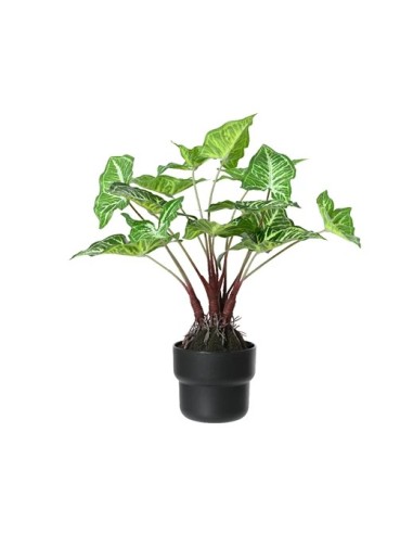 Caladium en Maceta Verde 45x45x45 cm  Planta Decorativa para Interior y Exterior | Endanea Garden

