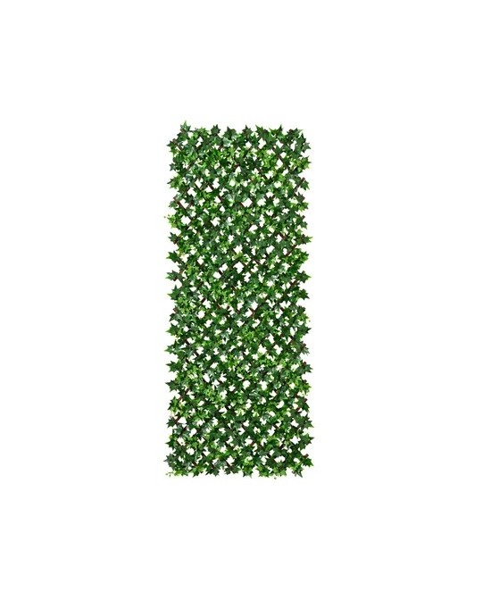 CELOSIA HOJA HIEDRA VERDE