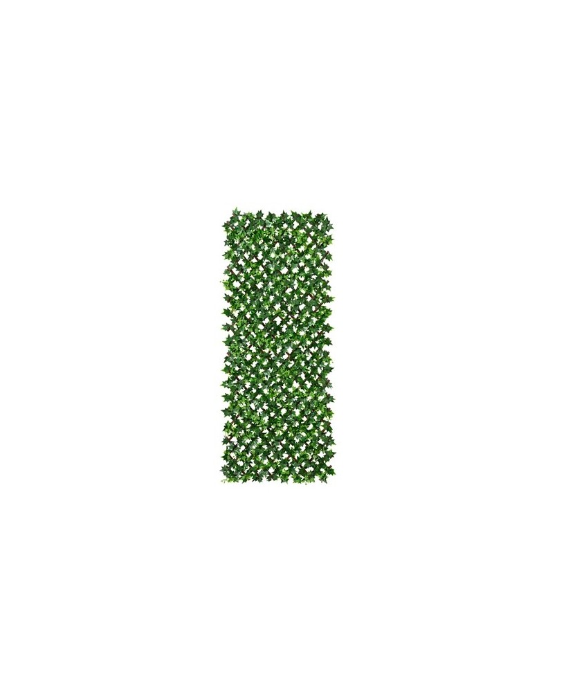 CELOSIA HOJA HIEDRA VERDE