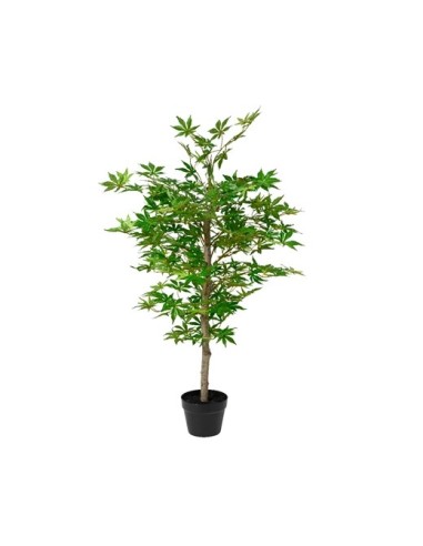 Arce Japonés en maceta 60-120 cm  Planta ornamental para interior y exterior

