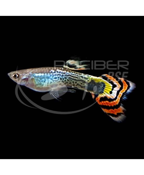GUPPY MACHO COLA LEOPARDO 3-3.5CM