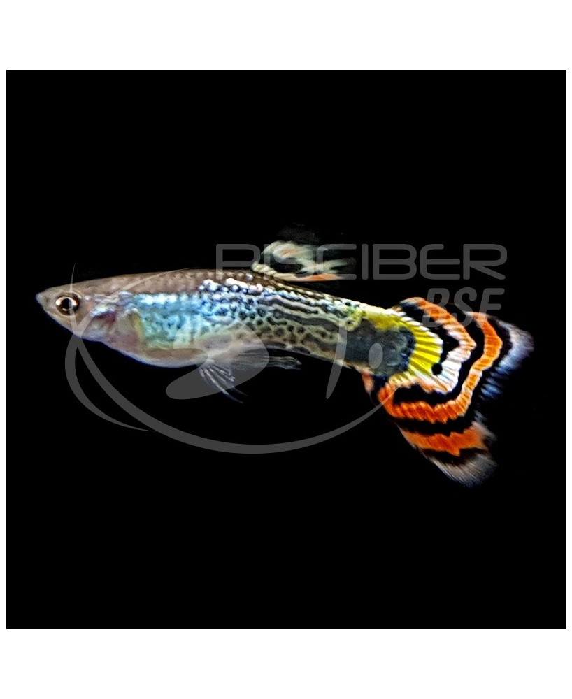 GUPPY MACHO COLA LEOPARDO 3-3.5CM