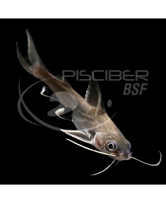 PEZ GATO ARIUS JORDANI 8-9CM