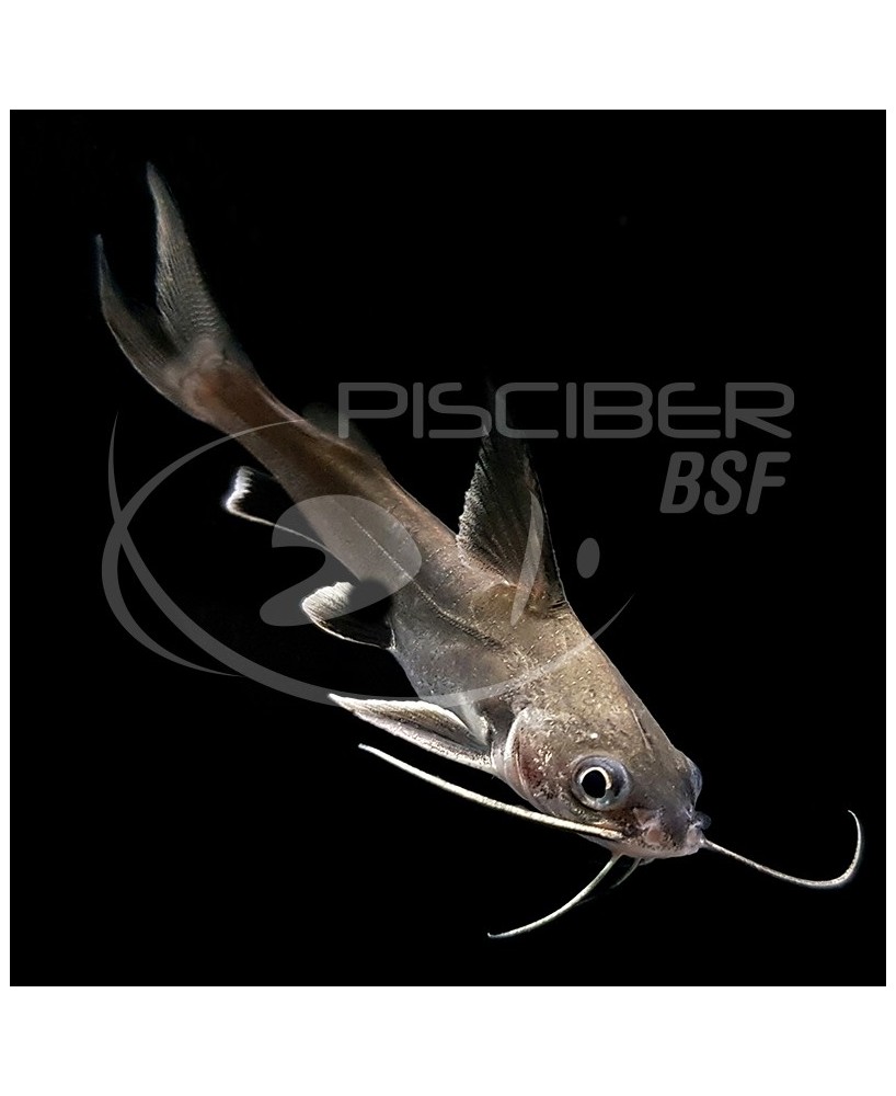 PEZ GATO ARIUS JORDANI 8-9CM