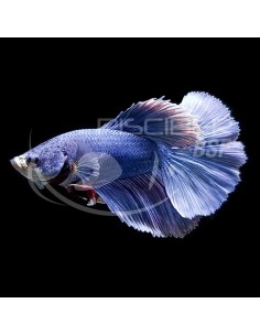 BETTA MACHO SUPERDELTA CLASE A 5-6CM