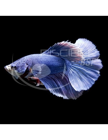 BETTA MACHO SUPERDELTA CLASE A 5-6CM