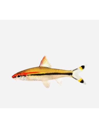 BARBO TORPEDEO DE LINEA ROJA 4-4.5CM