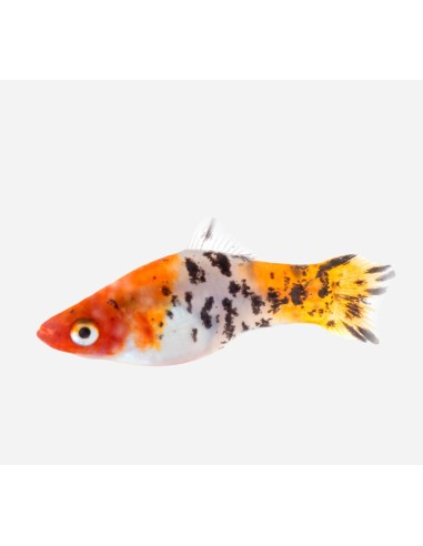 XIPHO TRICOLOR 4-4.5CM