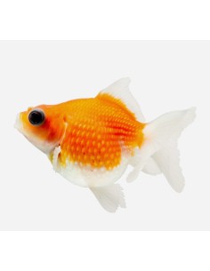 ESCAMA PERLADA HQG 5-7CM