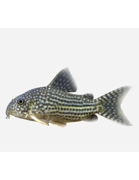CORYDORA STERBAI 3-3,5CM