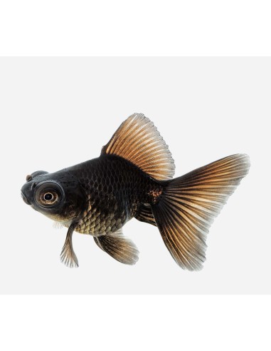 TELESCOPIO NEGRO HQF 3-4CM