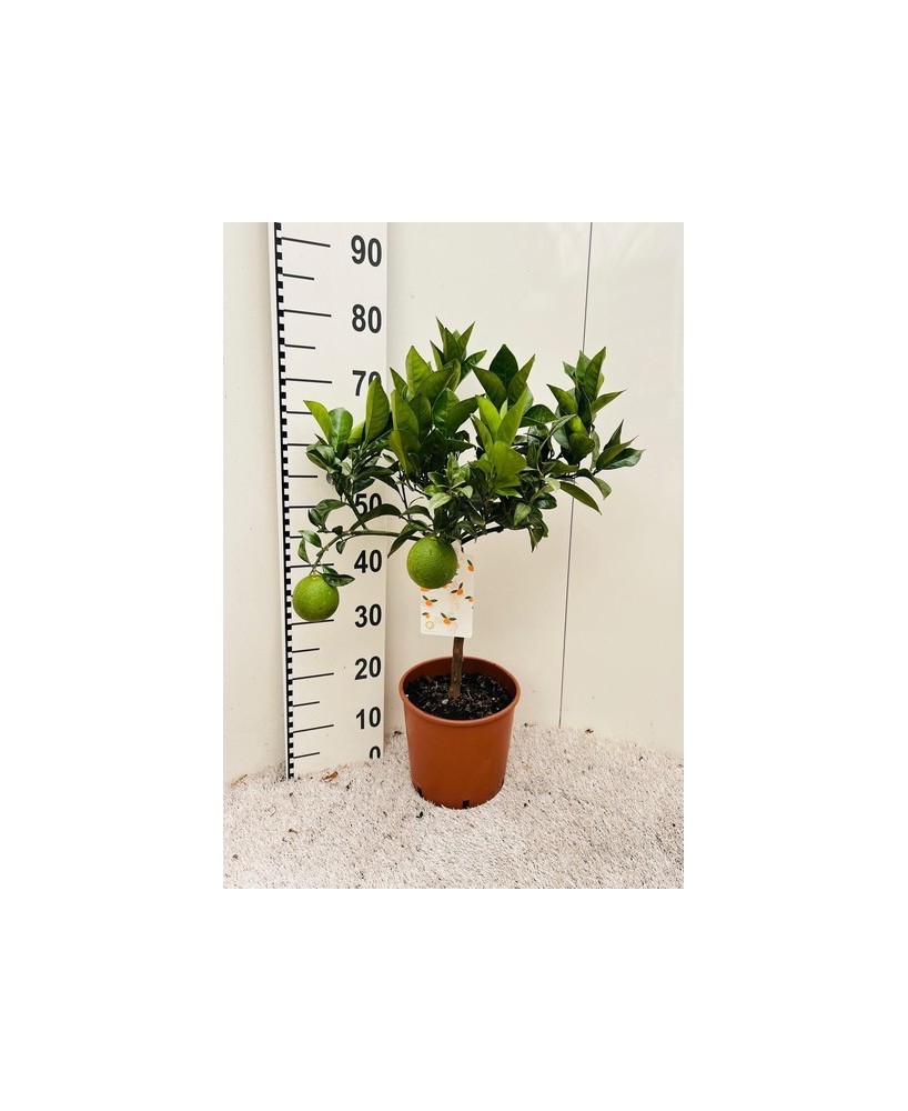 Calamondín Endanea Garden | Árbol Frutal Exótico para Jardín y Maceta

