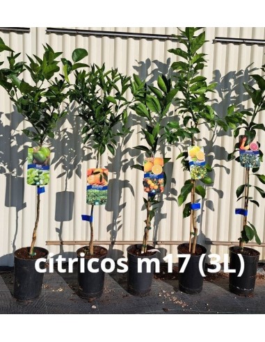 Lima Citrus Latifolia M17 3,5L | Fruta Cítrica Premium para Cocina y Cócteles

