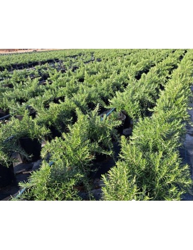 Romero Postrata Planta Aromática Rastrera  Ideal Jardín y Cocina | Endanea Garden

