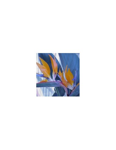Strelitzia reginae 15L  Ave del Paraíso, planta tropical para jardín y terraza


