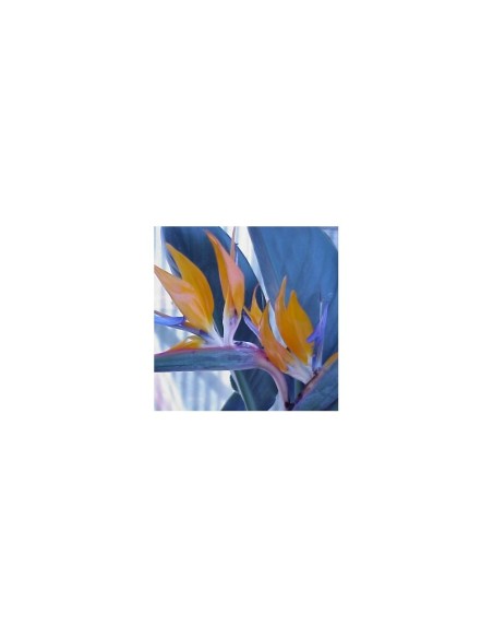 Strelitzia reginae 15L  Ave del Paraíso, planta tropical para jardín y terraza

