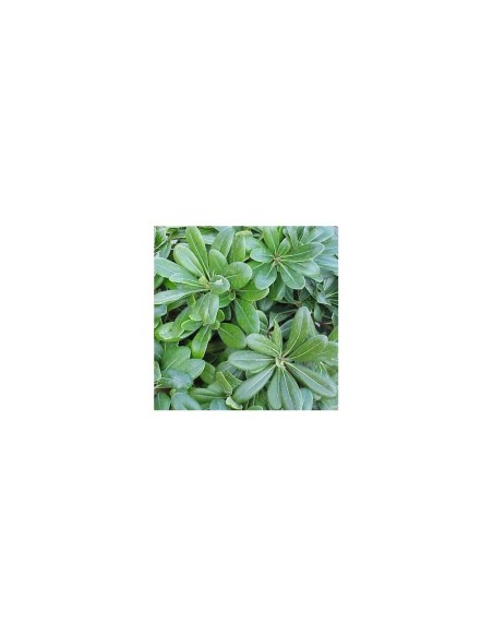 Pittosporum Toriba 8/10L  Planta Ornamental Compacta y Resistente para Jardines

