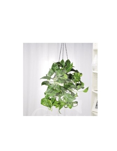 Epipremnum Aureum planta de interior fácil cuidado y purificadora Endanea Garden

