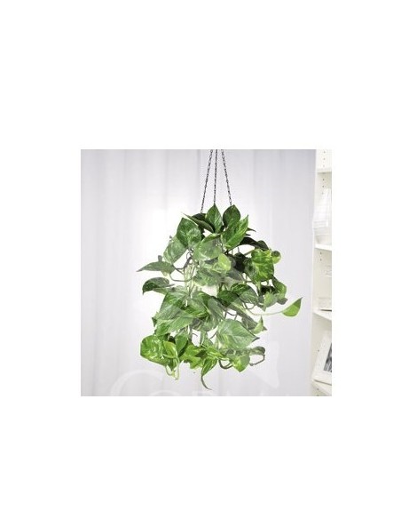 Epipremnum Aureum planta de interior fácil cuidado y purificadora Endanea Garden

